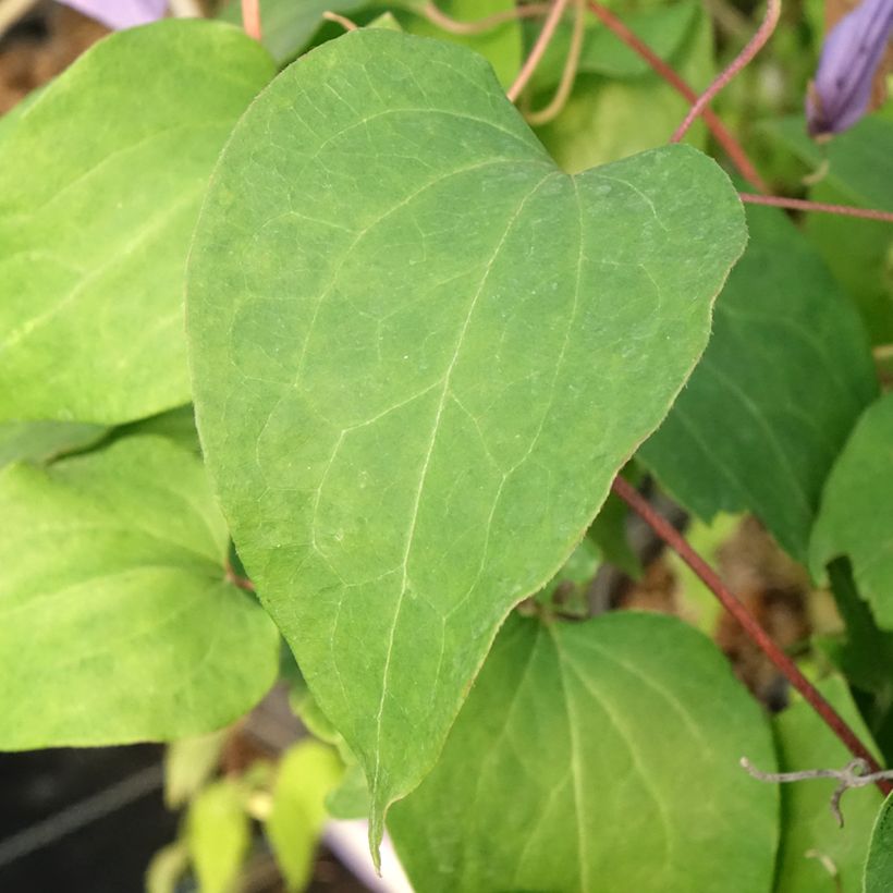 Clematis Lawsoniana - Bosrank (Blad)