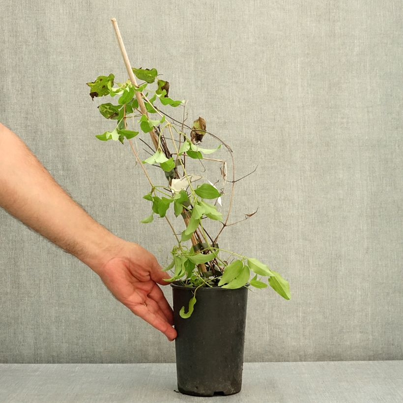 Exemplaar van Clematis Madame Blanc - Bosrank Pot van 2 l/3 l zoals geleverd in de zomer