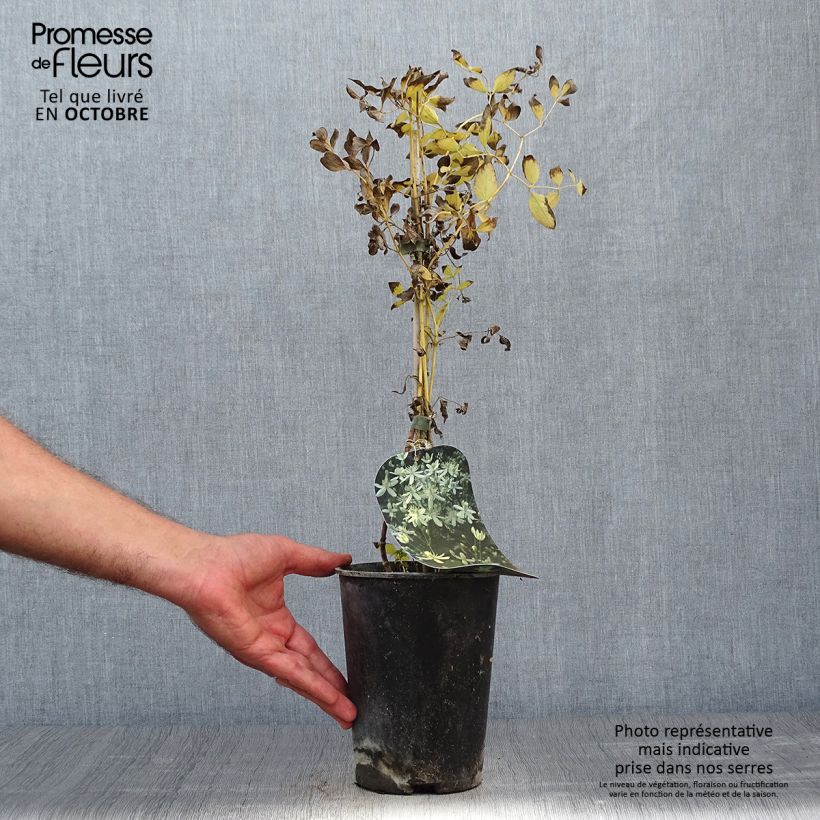 Exemplaar van Clematis flammula mandshurica - Kleinbloemige clematis Pot van 2 l/3 l zoals geleverd in de herfst