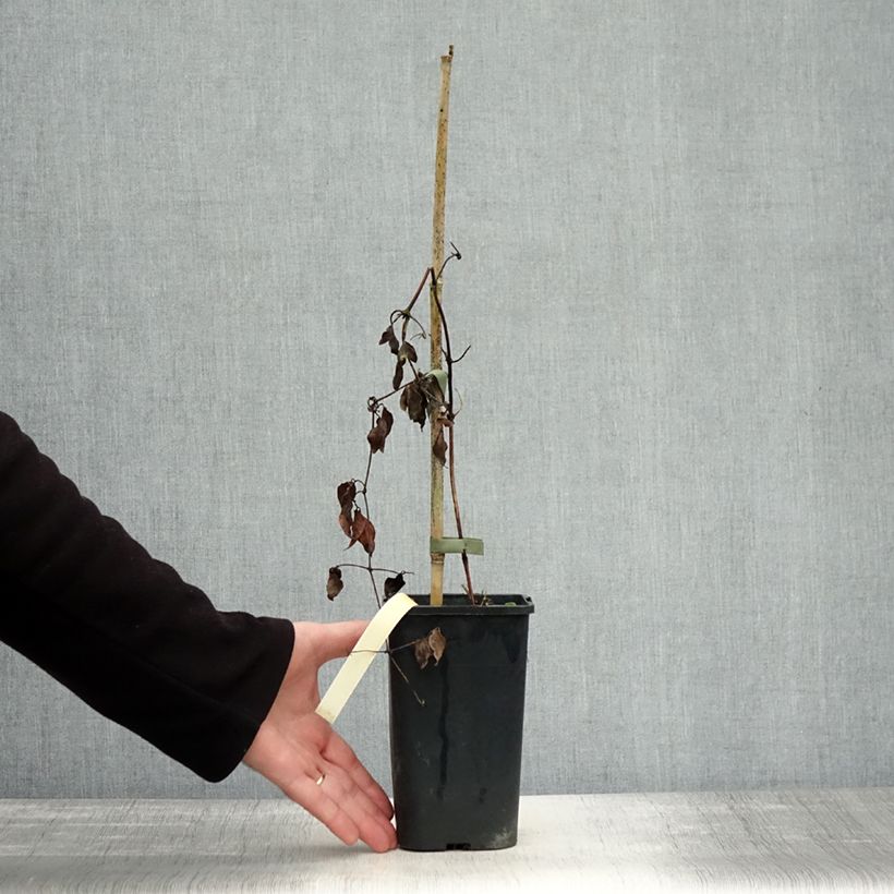 Exemplaar van Clematis patens Marmori - Bosrank Pot van 1,5 l/2 l zoals geleverd in de herfst