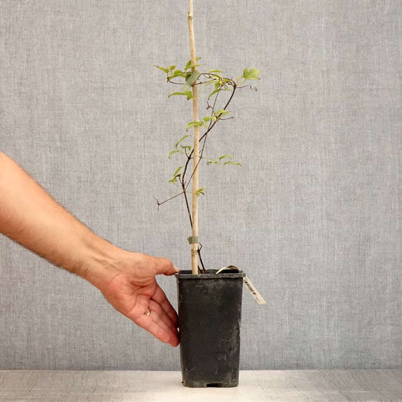 Exemplaar van Clematis patens Marmori - Bosrank Pot van 1,5 l/2 l zoals geleverd in de zomer