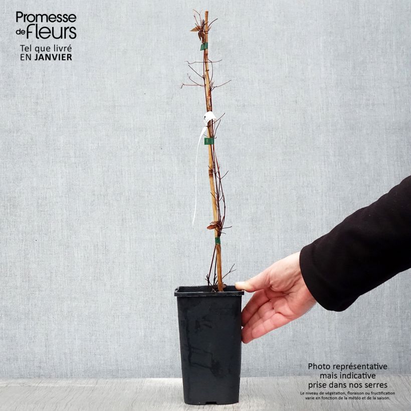 Example of Clématite - Clematis Marmori Pot van 1,5 l/2 l as you get in hiver