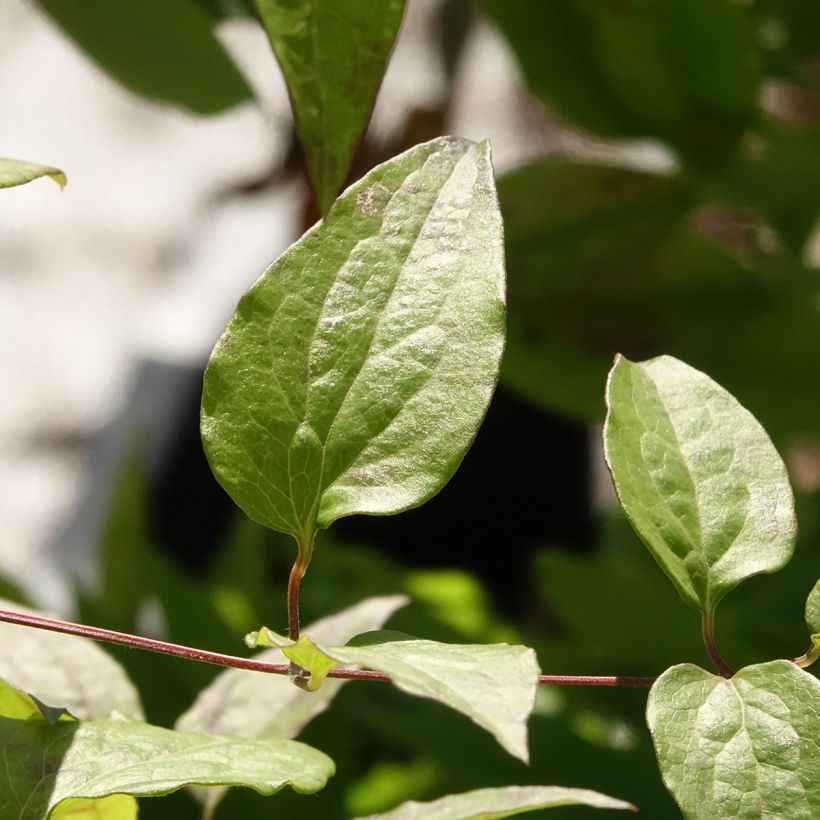 Clematis patens Marmori - Bosrank (Blad)