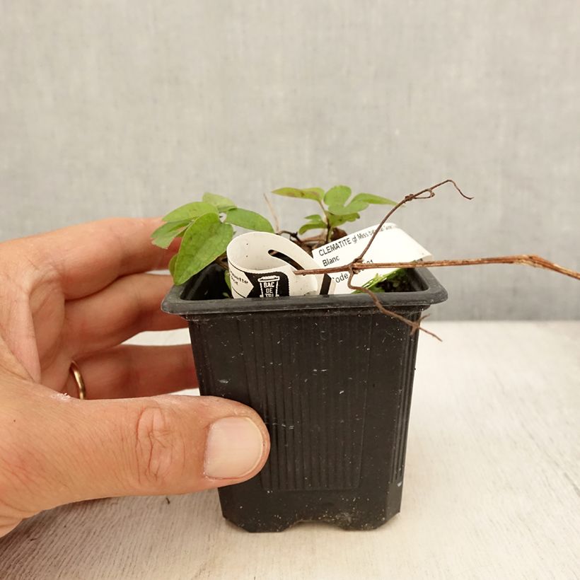 Exemplaar van Clematis Miss Bateman - Grootbloemige bosrank Kweekpotje van 8/9 cm zoals geleverd in de zomer