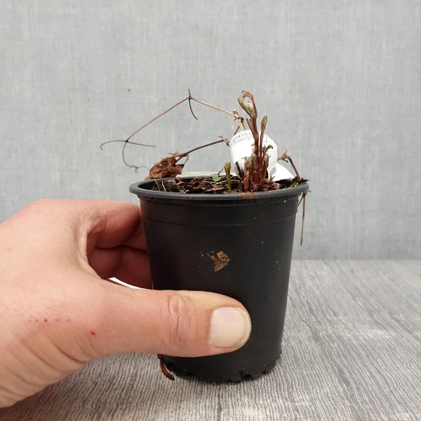 Exemplaar van Clematis Miss Bateman - Grootbloemige bosrank Kweekpotje van 8/9 cm zoals geleverd in de lente