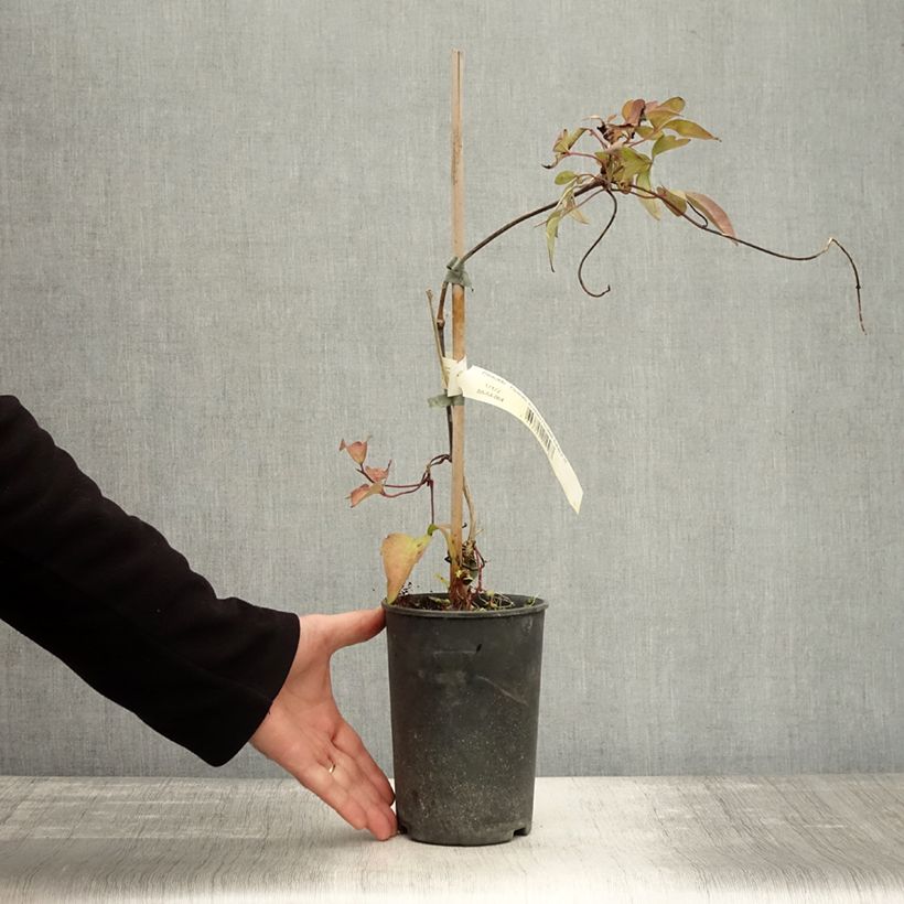 Exemplaar van Clematis montana Elizabeth - Bergbosrank Pot van 2 l/3 l zoals geleverd in de herfst