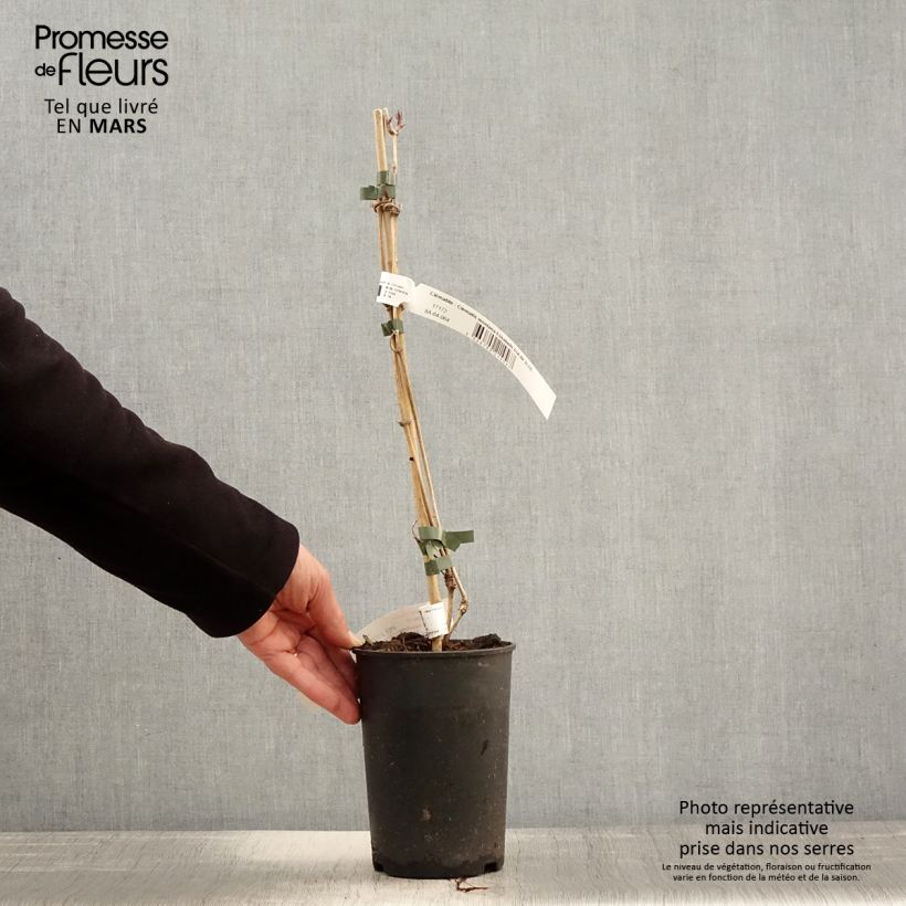 Exemplaar van Clematis montana Elizabeth - Bergbosrank Pot van 2 l/3 l zoals geleverd in de lente