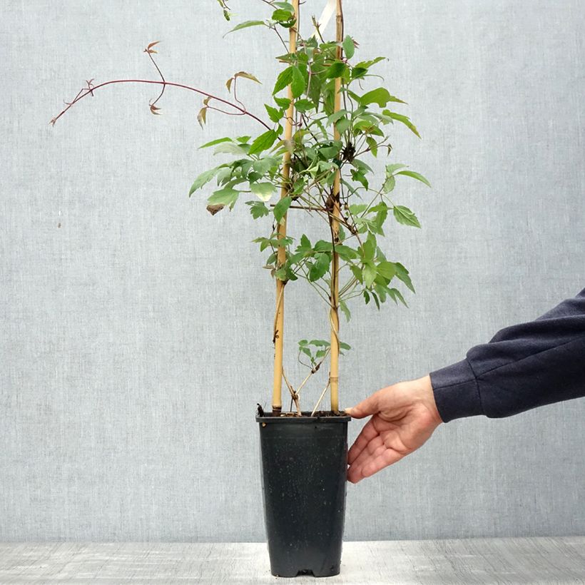 Example of Clématite - Clematis montana Giant Star Pot van 3 l/4 l as you get in printemps