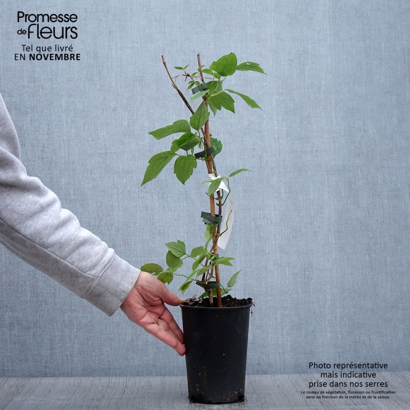 Exemplaar van Clematis montana Grandiflora - Bergbosrank Pot van 1,5 l/2 l zoals geleverd in de herfst