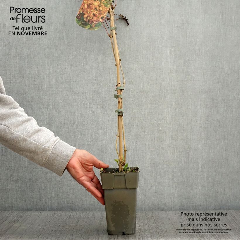 Exemplaar van Clematis montana Marjorie - Bergbosrank Pot van 2 l/3 l zoals geleverd in de herfst