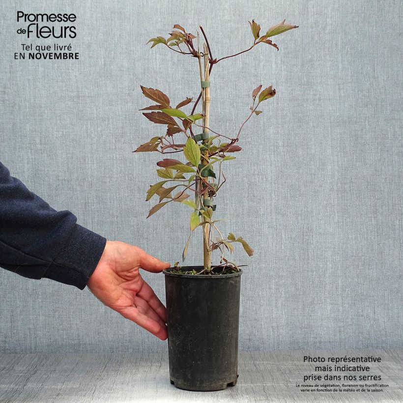 Exemplaar van Clematis montana Rubens - Bergbosrank Pot van 1,5 l/2 l zoals geleverd in de herfst