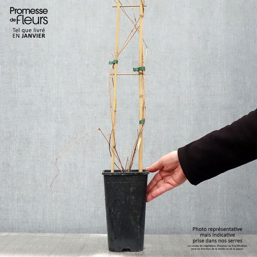 Example of Clématite - Clematis montana Spooneri Pot van 2 l/3 l as you get in hiver