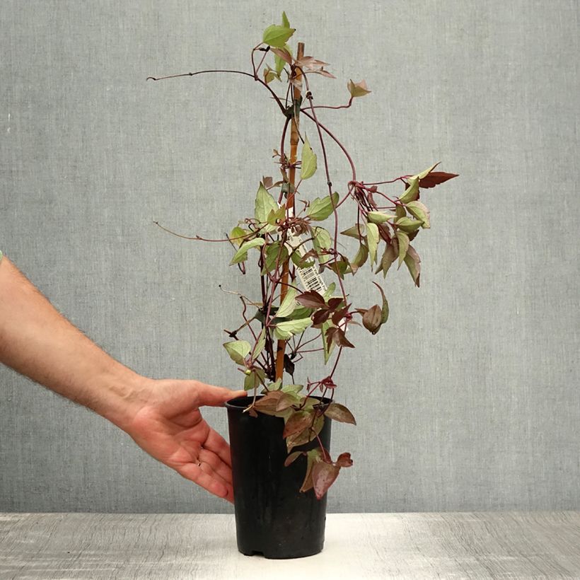 Exemplaar van Clematis montana Van Gogh - Bergbosrank Pot van 2 l/3 l zoals geleverd in de zomer