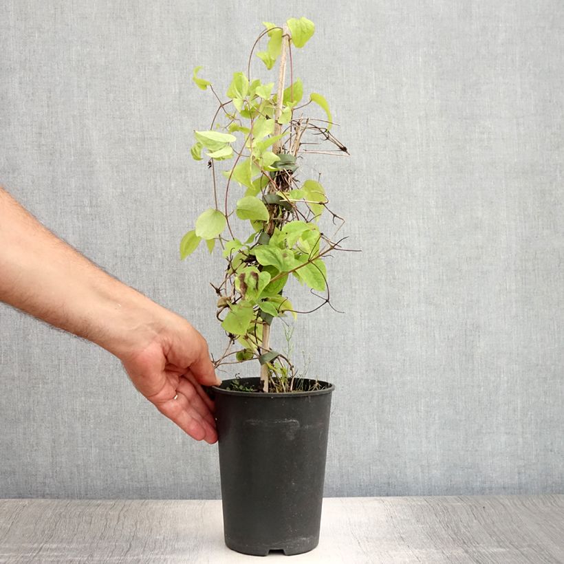 Exemplaar van Clematis montana Wilsonii - Bergbosrank Pot van 2 l/3 l zoals geleverd in de zomer
