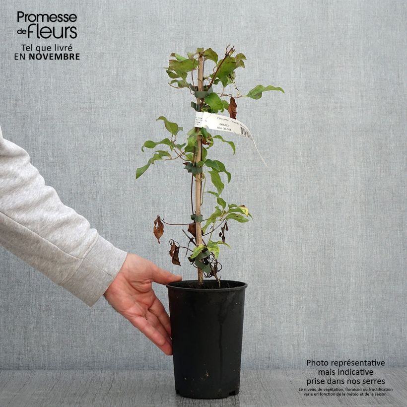 Exemplaar van Clematis patens Morning Star - Bosrank Pot van 2 l/3 l zoals geleverd in de herfst