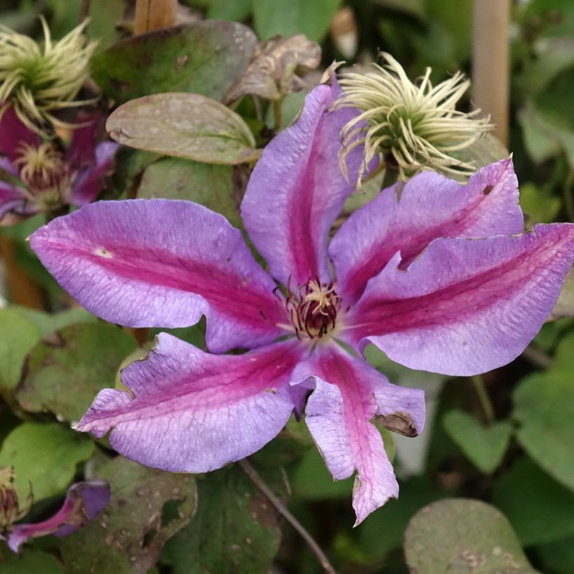 Clematis patens Mrs N. Thompson - Bosrank (Bloei)