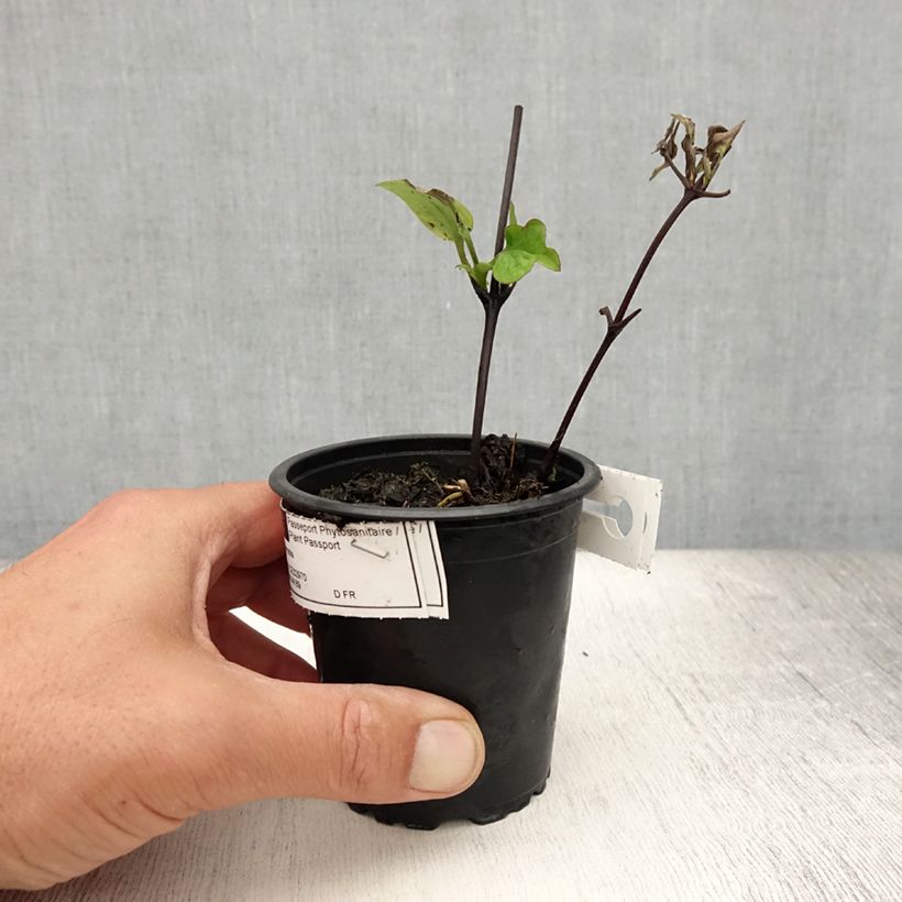 Exemplaar van Clematis patens Multi Blue - Bosrank Kweekpotje van 8/9 cm zoals geleverd in de zomer