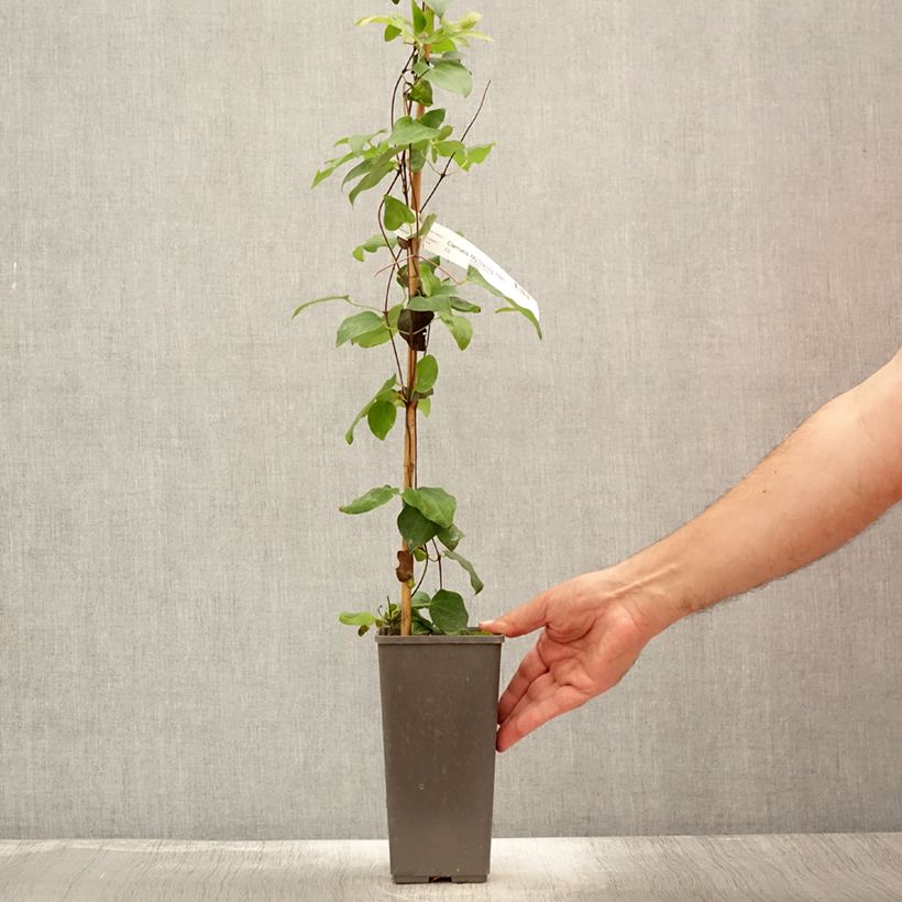 Exemplaar van Clematis My Darling - Grootbloemige clematis Pot van 2 l/3 l zoals geleverd in de zomer