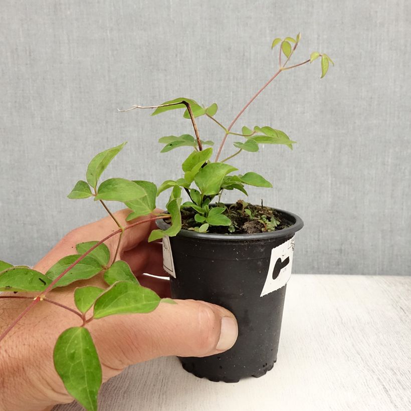Exemplaar van Clematis lanuginosa Nelly Moser - Grootbloemige clematis Kweekpotje van 8/9 cm zoals geleverd in de zomer