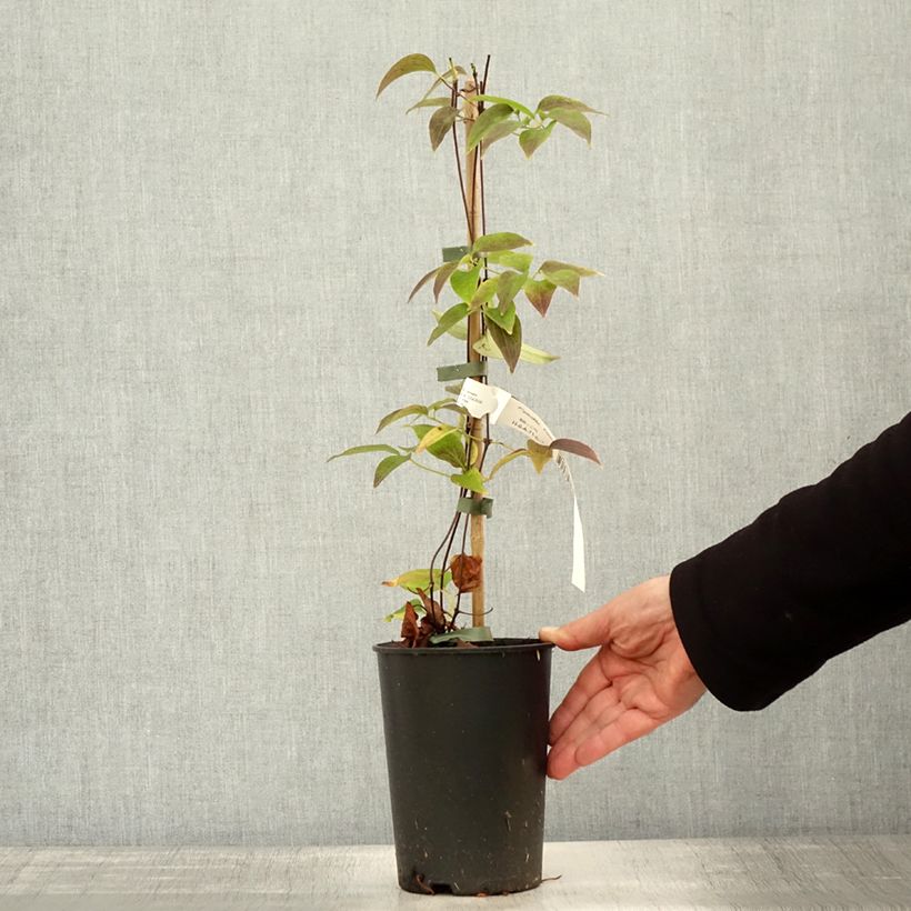 Exemplaar van Clematis lanuginosa Nelly Moser - Grootbloemige clematis Pot van 2 l/3 l zoals geleverd in de herfst