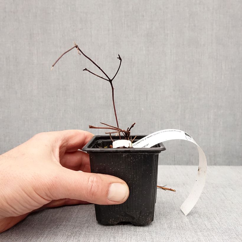 Example of Clématite - Clematis Niobe Kweekpotje van 8/9 cm as you get in hiver