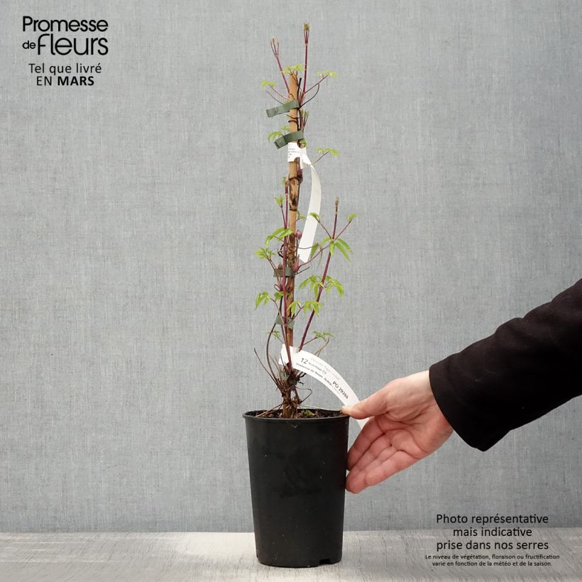 Exemplaar van Clematis alpina Tage Lundell - Alpenbosrank Pot van 2 l/3 l zoals geleverd in de lente