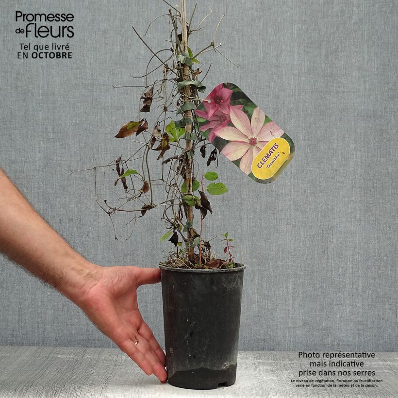 Exemplaar van Clematis patens Omoshiro - Bosrank Pot van 2 l/3 l zoals geleverd in de herfst