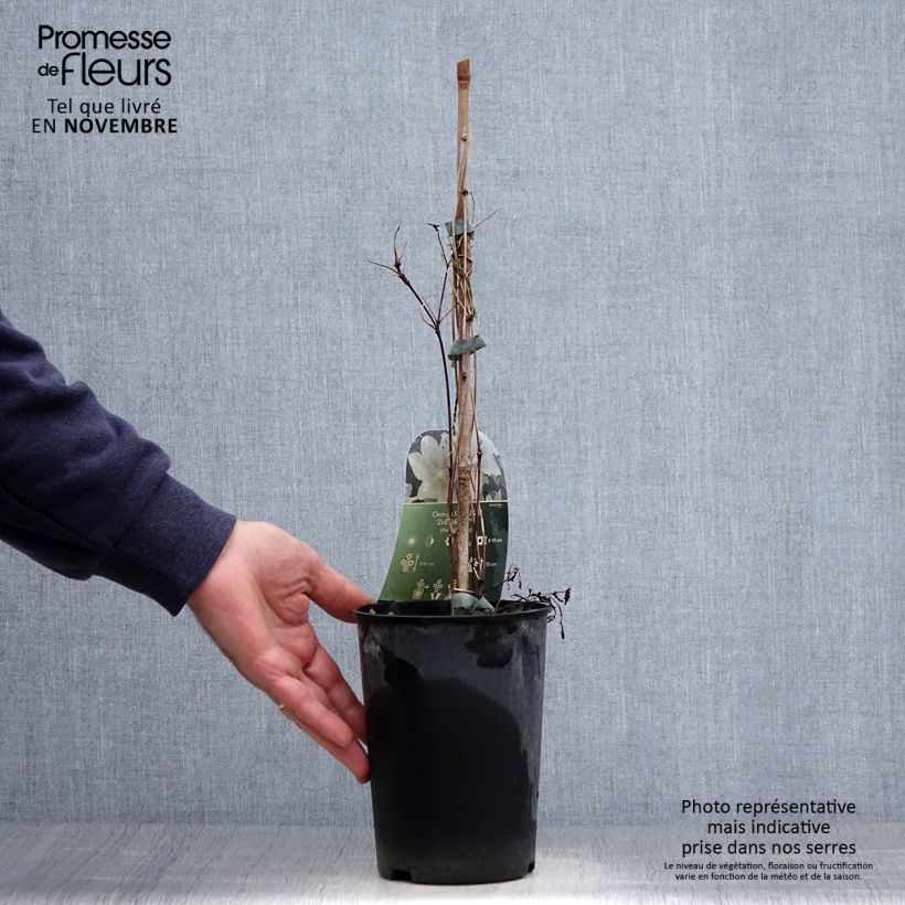 Exemplaar van Clematis patens Spotlight - Bosrank Pot van 2 l/3 l zoals geleverd in de herfst