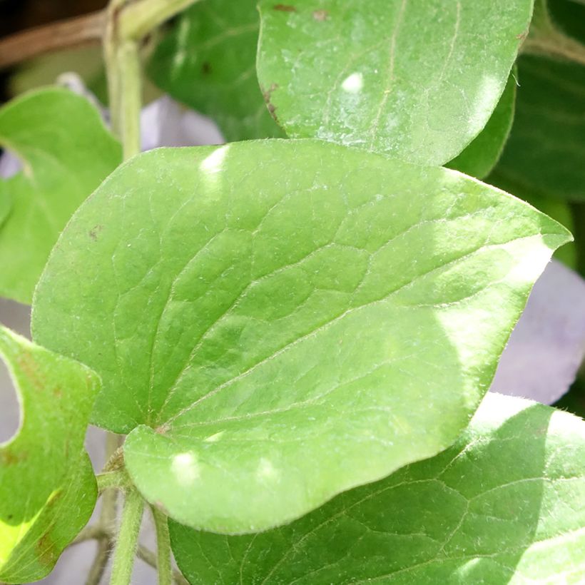 Clematis patens Spotlight - Bosrank (Blad)