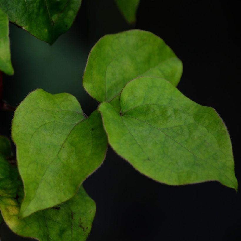 Clematis patens Veronica's Choice - Bosrank (Foliage)