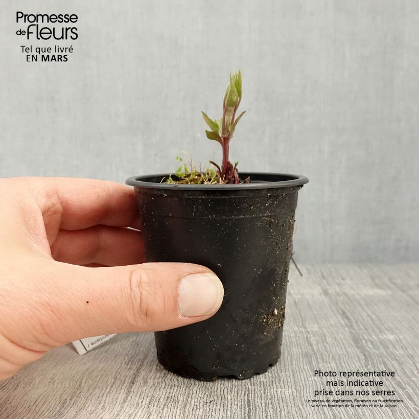 Exemplaar van Clematis patens Piilu - Bosrank Kweekpotje van 8/9 cm zoals geleverd in de lente