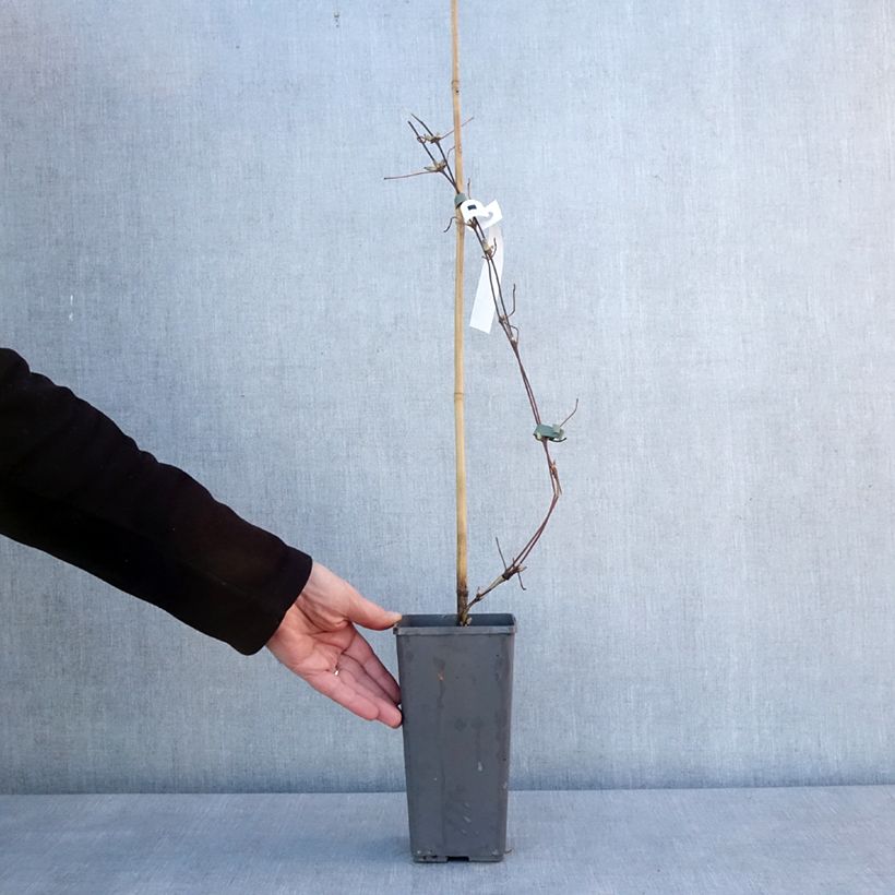 Example of Clématite - Clematis Pistachio Cake Pot van 2 l/3 l as you get in hiver