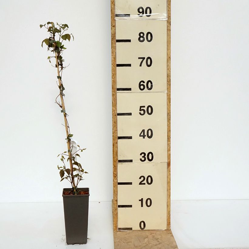 Exemplaar van Clematis Pistachio Cake - Grootbloemige clematis Pot van 2 l/3 l zoals geleverd in de lente