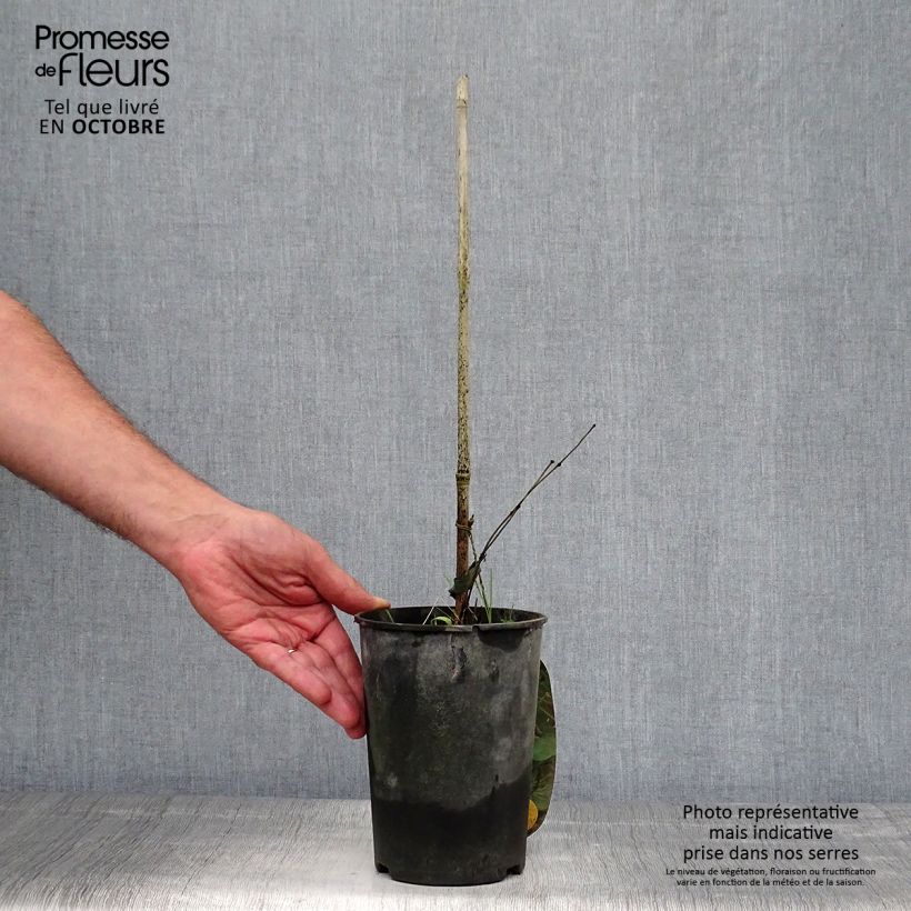 Exemplaar van Clematis viorna Pitcheri - Kleinbloemige clematis Pot van 2 l/3 l zoals geleverd in de herfst