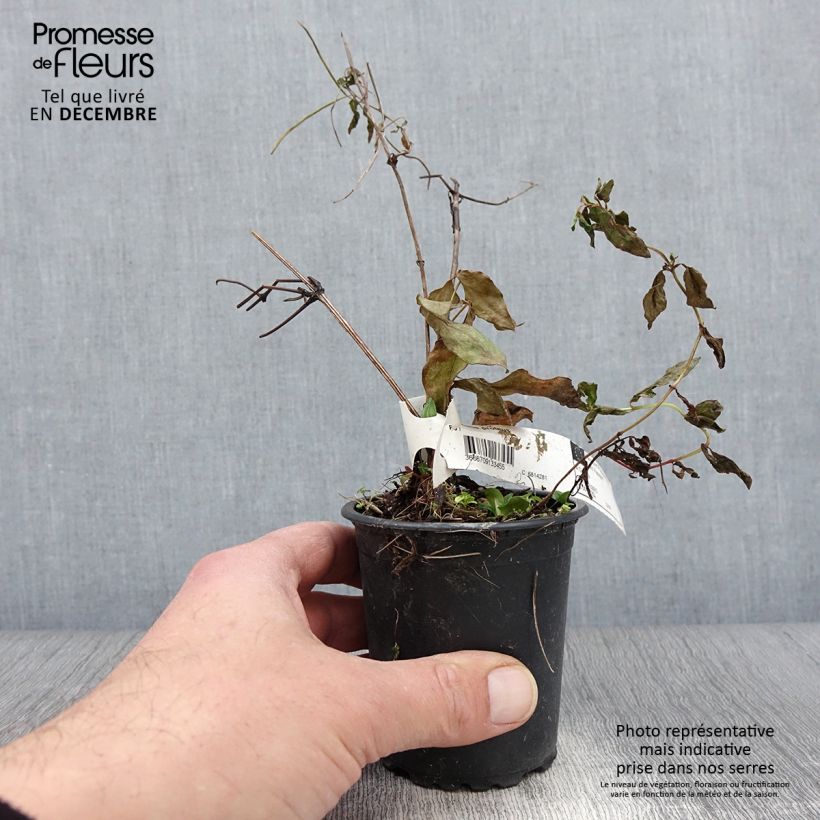 Exemplaar van Clematis patens Proteus - Bosrank Kweekpotje van 8/9 cm zoals geleverd in de herfst