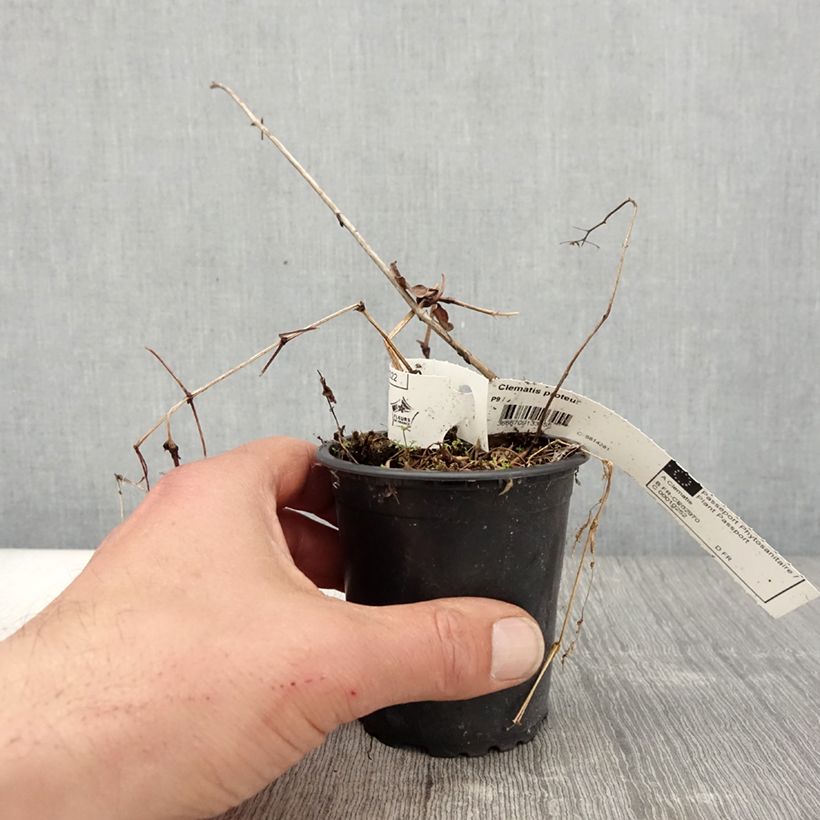 Exemplaar van Clematis patens Proteus - Bosrank Kweekpotje van 8/9 cm zoals geleverd in de lente