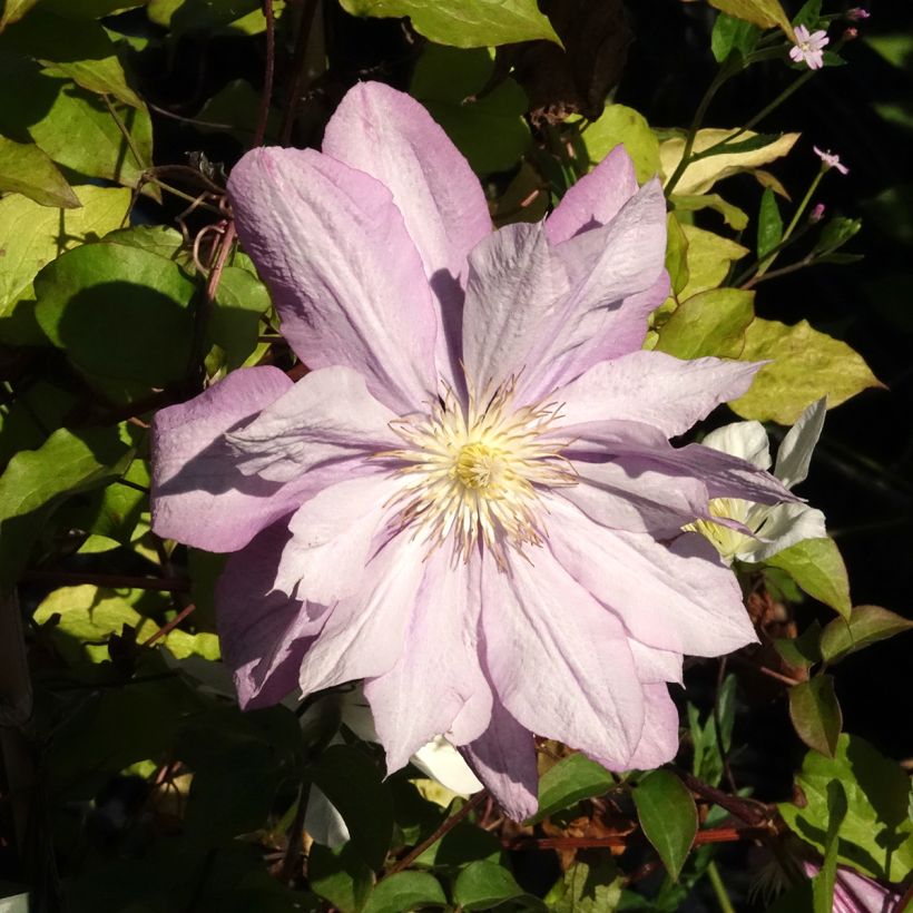 Clematis patens Proteus - Bosrank (Bloei)