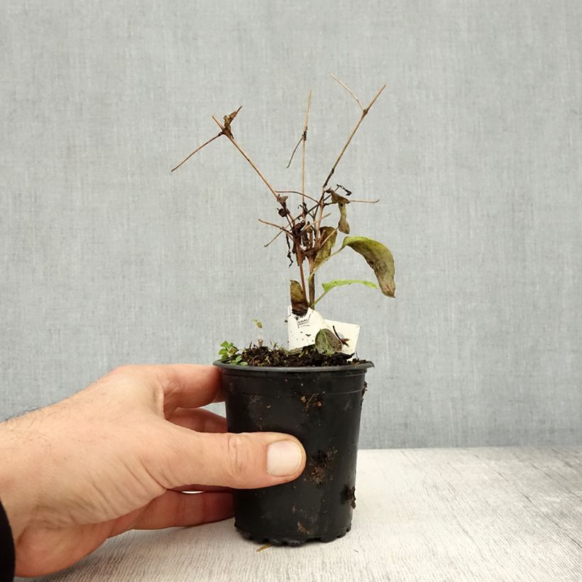 Exemplaar van Clematis  Rasputin - Bosrank Kweekpotje van 8/9 cm zoals geleverd in de herfst