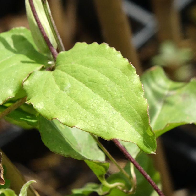Clematis patens Rebecca Evipo016 - Bosrank (Blad)
