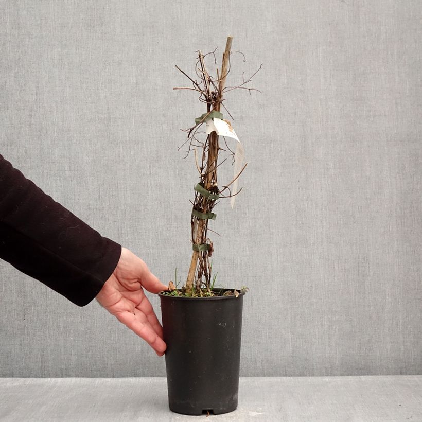 Example of Clématite - Clematis Red Passion Pot van 2 l/3 l as you get in hiver