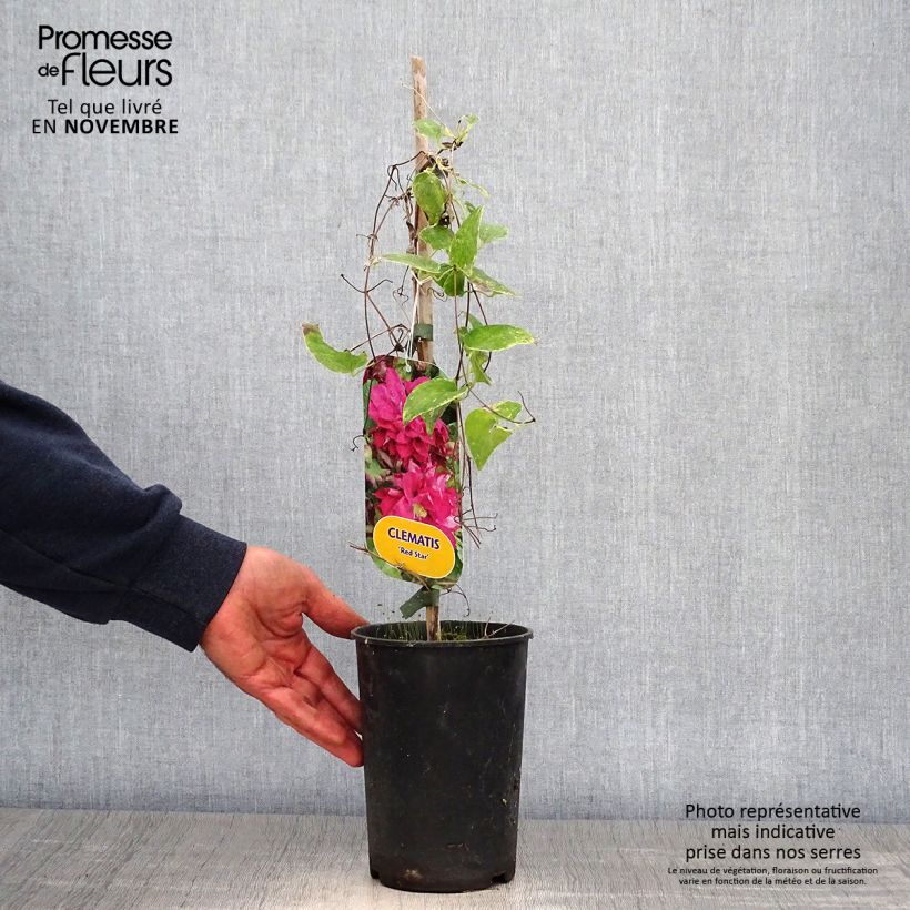 Exemplaar van Clematis Red Star - Grootbloemige clematis Pot van 1,5 l/2 l zoals geleverd in de herfst