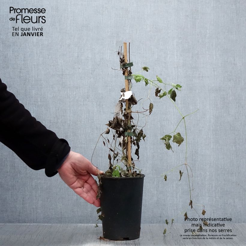 Example of Clematis rehderiana - Bosrank Pot van 2 l/3 l as you get in hiver