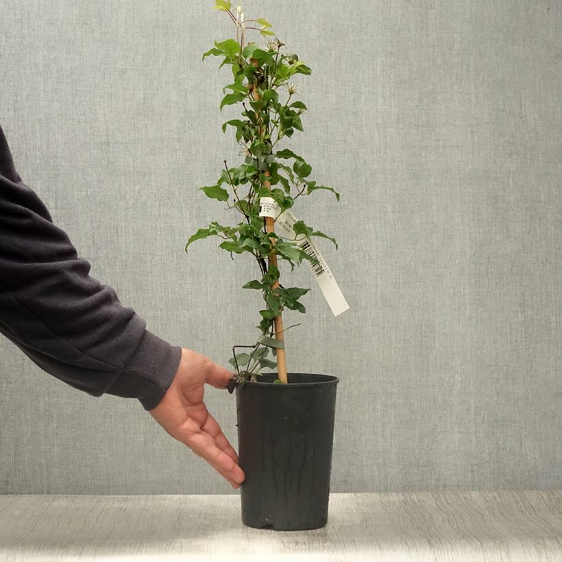 Exemplaar van Clematis patens Rosamunde - Bosrank Pot van 1,5 l/2 l zoals geleverd in de zomer