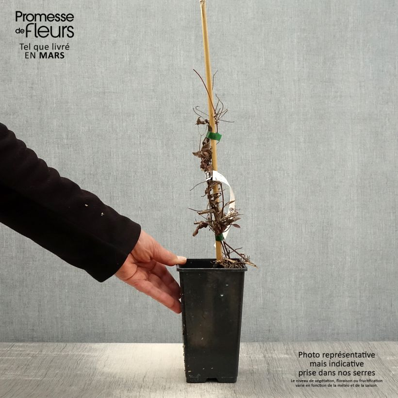 Exemplaar van Clematis patens Rosamunde - Bosrank Pot van 1,5 l/2 l zoals geleverd in de lente