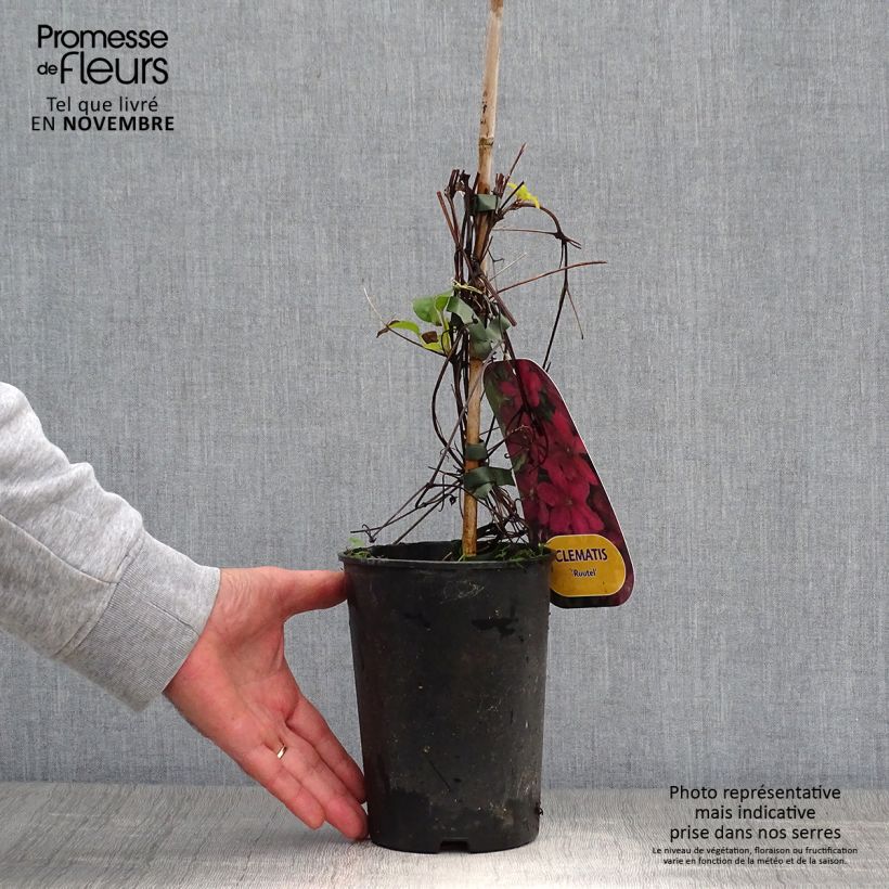 Exemplaar van Clematis patens Ruutel - Bosrank Pot van 2 l/3 l zoals geleverd in de herfst