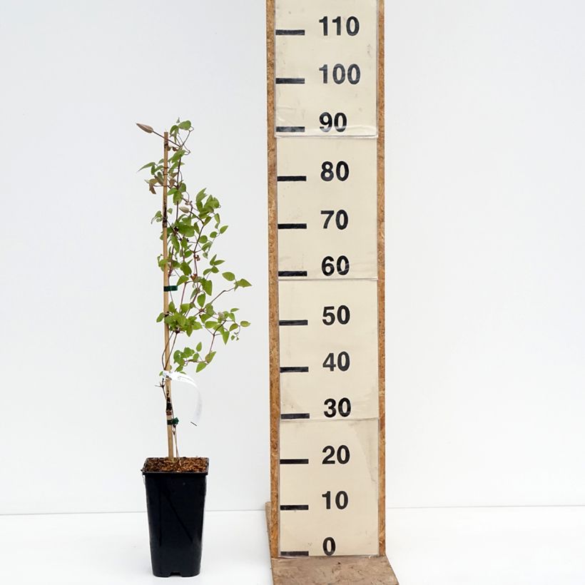 Exemplaar van Clematis patens Samaritan - Bosrank Pot van 2 l/3 l zoals geleverd in de lente