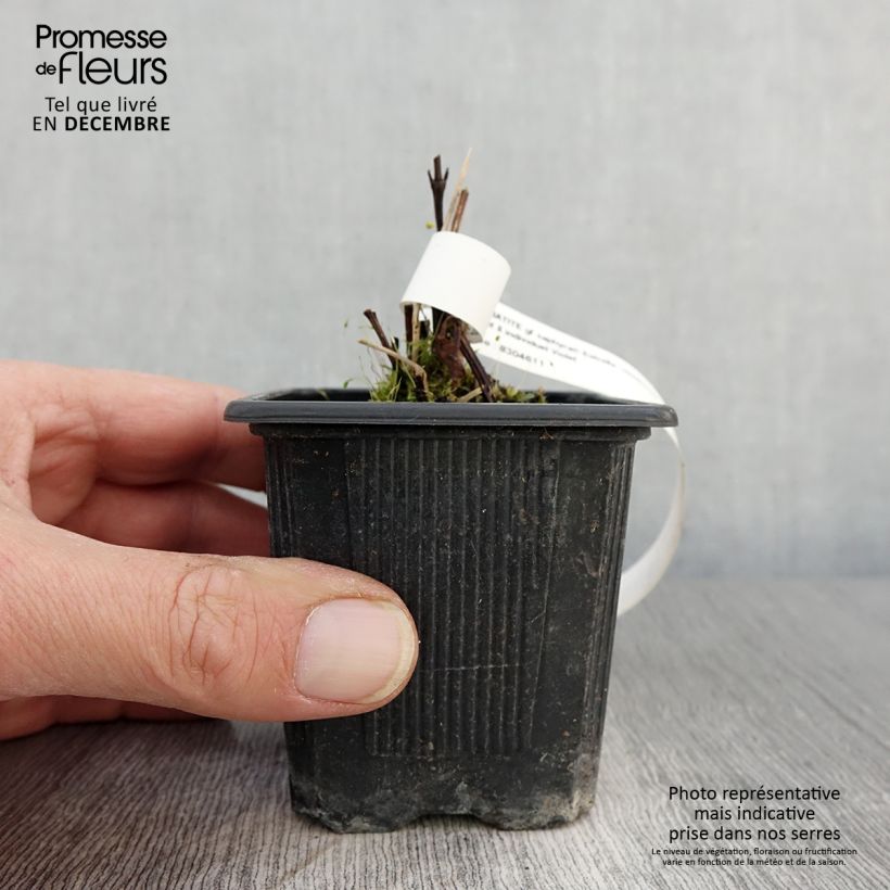 Exemplaar van Clematis Saphyra Estrella - Struikclematis Kweekpotje van 8/9 cm zoals geleverd in de herfst