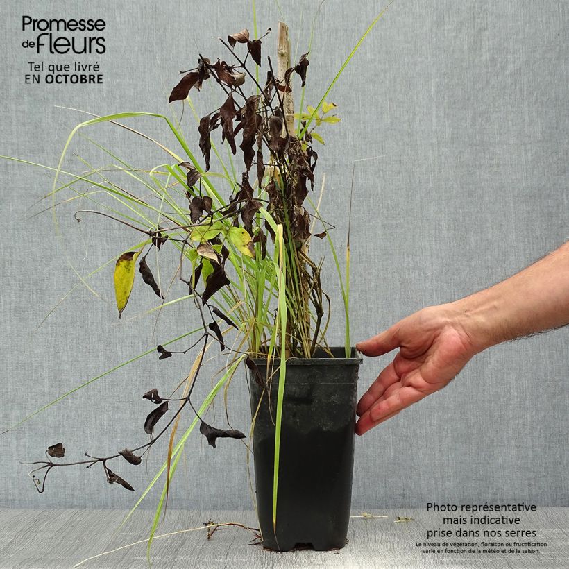 Exemplaar van Clematis diversifolia Saphyra Indigo - Kleinbloemige clematis Pot van 2 l/3 l zoals geleverd in de herfst