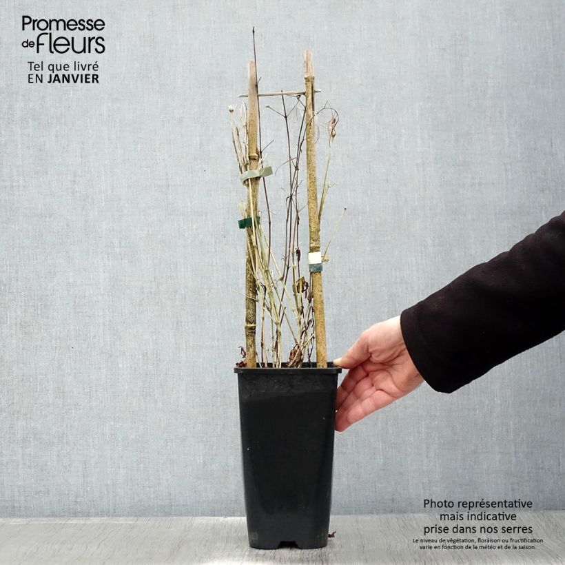 Example of Clématite - Clematis Saphyra Indigo Pot van 2 l/3 l as you get in hiver