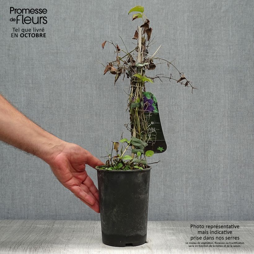 Exemplaar van Clematis patens Shin-Shigyoku - Bosrank Pot van 2 l/3 l zoals geleverd in de herfst